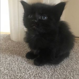 Meet your Posher, Peach